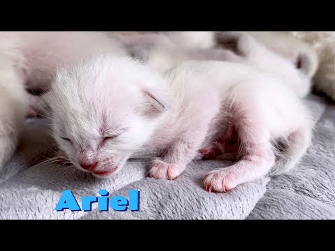 Baby Ariel meowing loudly calling her mom. Thai kittens. Traditional Siamese cats en kittens