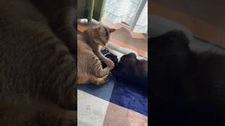 愛憎入り混じるやつら #shorts