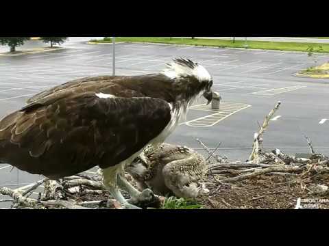 Louis brings fish for his chick and feeds until Iris returns 2018 06 29 20 29 08 127