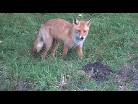 Lis polujący na kreta