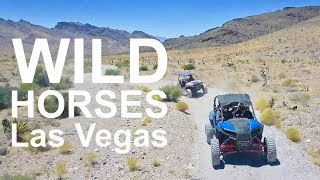 OFF ROAD FUN IN THE MOJAVE DESERT  - Vegas Off Road Tours