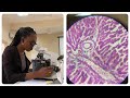 HOW TO USE A MICROSCOPE Microscope Anatomy Histology
