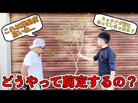 2023年の雹の後に何をするか