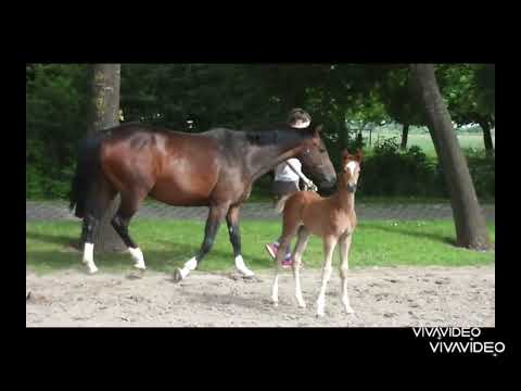 Oldenburger Hengstfohlen von Sir Donnerhall I x Quaterback x Rohdiamant geb. 5/2022 zu verkaufen