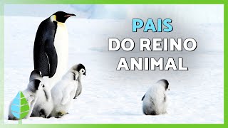 Miniatura do vídeo