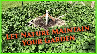 No-Till Low Maintenance Summer Garden