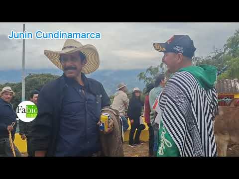 Feria Ganadera en Junin Cundinamarca. 