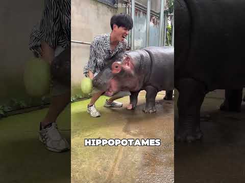 Ce petit garnement a fait plein de farces à ses hippopotames 😯❤️