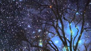 Subsonic Words - Mimicking Birds