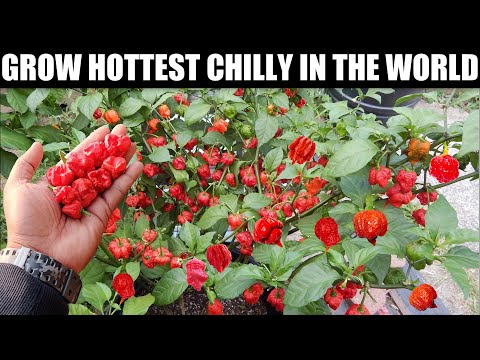 Grow World's Hottest Pepper in Pots | SEED TO HARVEST