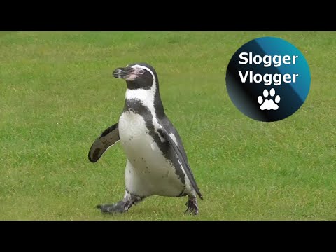 Hilarious 'Running' Penguins