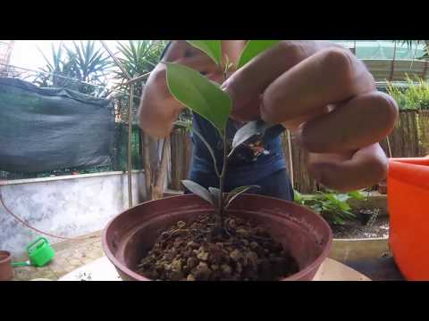 Starting two bonsai ficus from cuttings - late June 2017