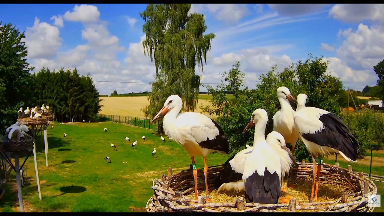 Live webcam view of Recinto de Cigüeñas en Kozubszczyzna