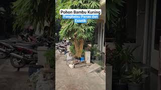 Download lagu Jual Bambu Kuning Untuk Taman Rumah mp3