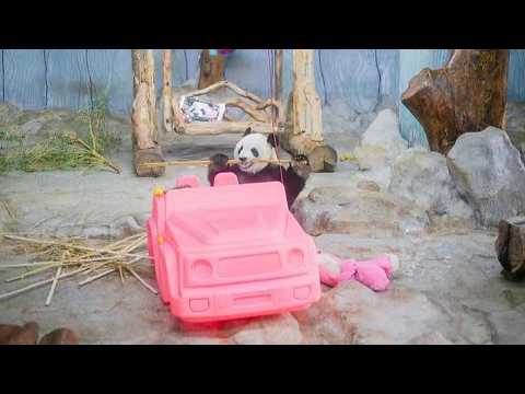 Live: Meet Hainan's beloved giant panda brothers Gong Gong and Shun Shun - Ep.2