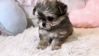ハーフ犬の動画01