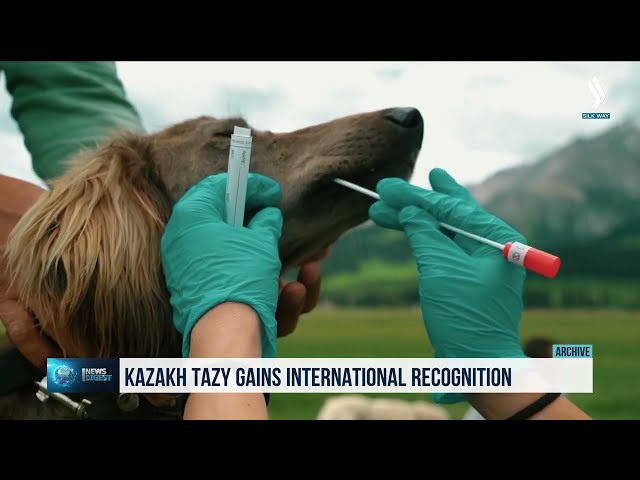 Казакстан тайган породасынын ээси деген расмий макамга ээ болду