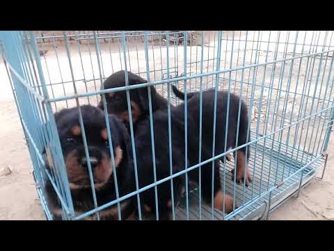 Golden's Kennel Kalidah Mahendra nagar Aligarh..9319324237