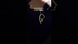 #釣り #フィッシング #海 #ウナギ釣り #釣りガール