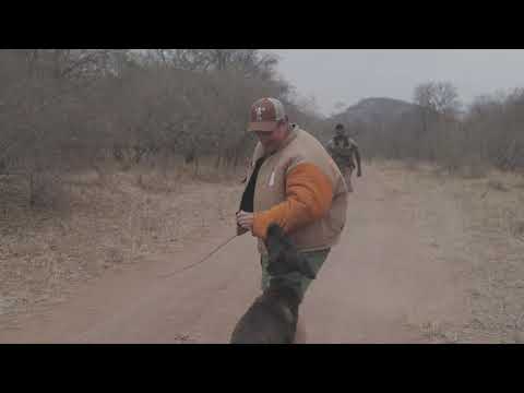 Canine details trained for anti poaching in Zimbabwe