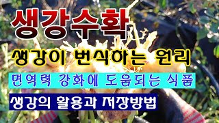 [텃밭농부 1,743]  면역력을 높여 주는 식품 생강을 수확하고 저장 하는 방법.#생강재배