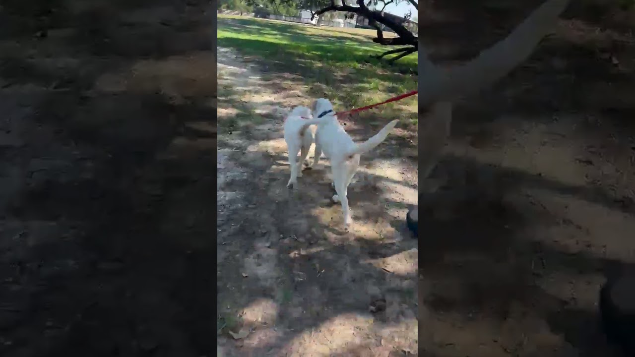 Enlarge CASPER, a Adoptable mixed breed in Brewster, NY video 6/6