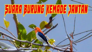 Download lagu Suara Burung Kemade Jantan Gacor Di Alam mp3 Download lagu Suara Burung Kemade Jantan Gacor Di Alam mp3