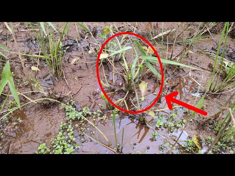 pergola-bioclimatique-durmi-alu-mariage