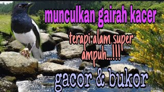 Download lagu TERAPI KACER MALAM HARI, TERAPI KACER STRES, TERAPI KACER MACET BUNYI, TERAPI KACER BAHAN OMBYOKAN mp3
