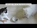Cats And Dogs Are The Cutest Thieves Compilation
