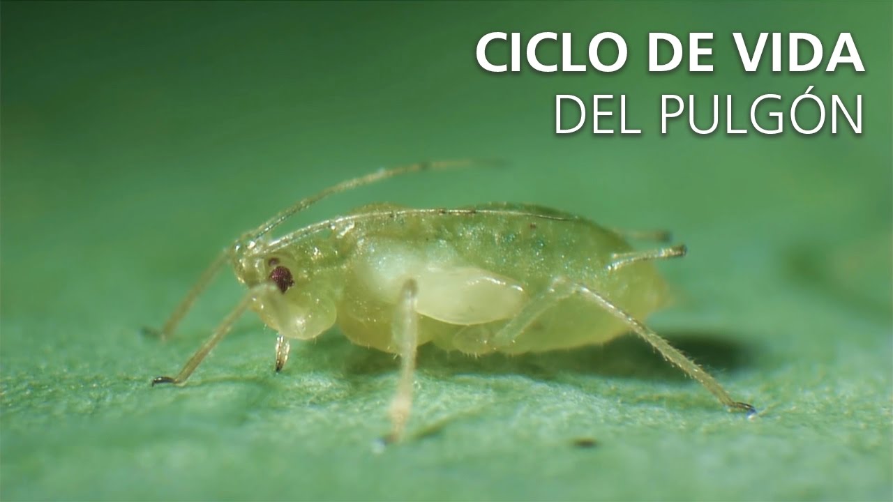 Video preview poster