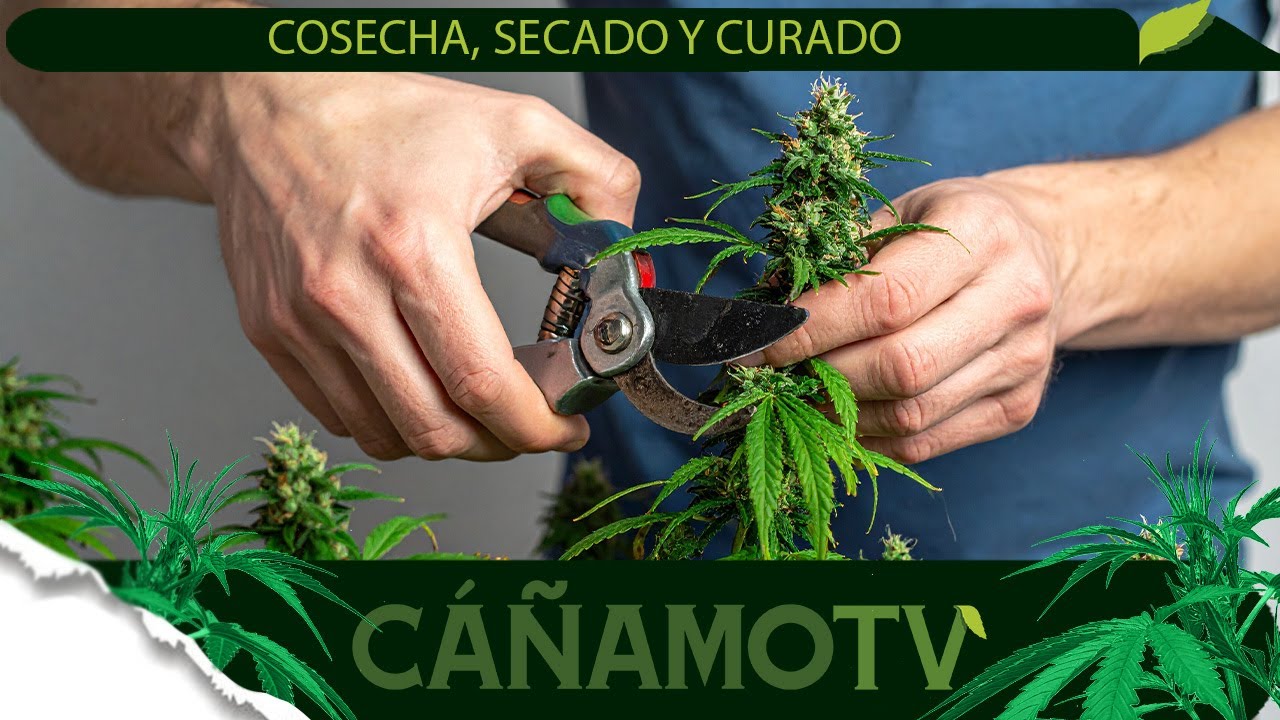 📢 LO ESENCIAL PARA HACER LA COSECHA, EL SECADO Y EL CURADO 👌