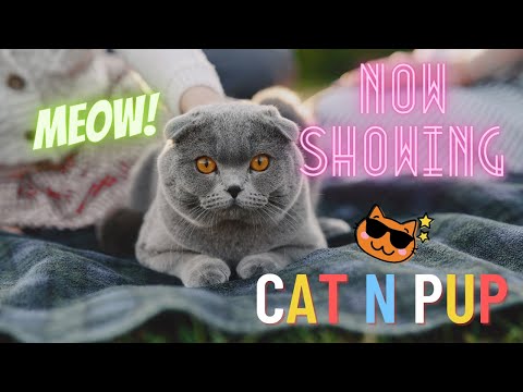 Funny Cat Videos for laugh Clip #4....CAT n PUP....