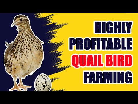 Quail Farming: Lucrative Farming in the World | Modern Agriculture