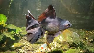"Around The World" Update On My Fish Room (11/21/23)
