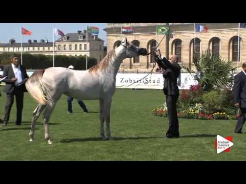 N.8 MOZN AL BIDAYER - Chantilly 2015 AWC - Fillies 1 year old (Class 1B)