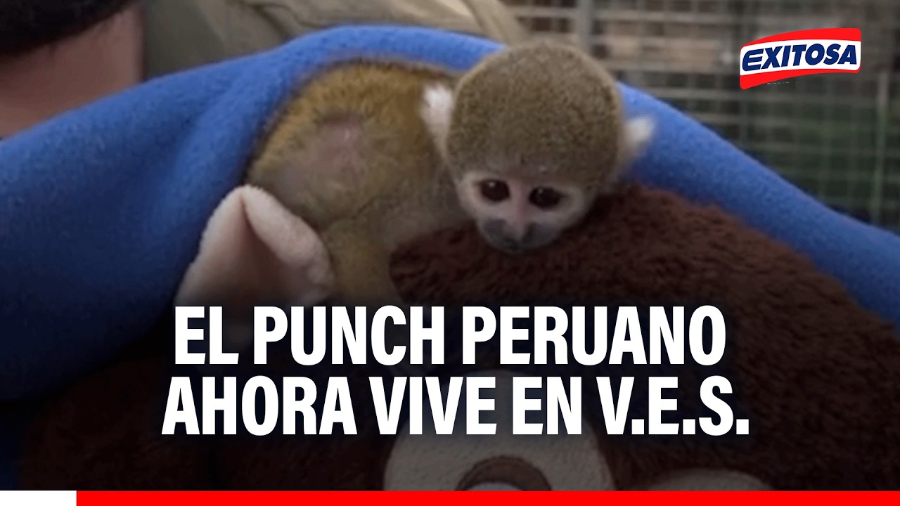 🔴🔵Mono fraile rescatado en Lima Norte vive bajo el cuidado en parque zonal Huáscar