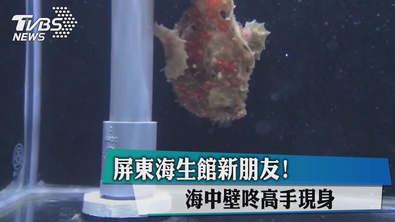 屏東海生館新朋友! 海中壁咚高手現身