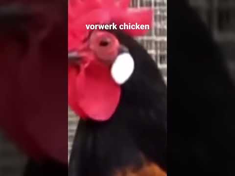 , title : 'vorwerk chicken - fancy chicken - German breed #fancychicken #chicken'