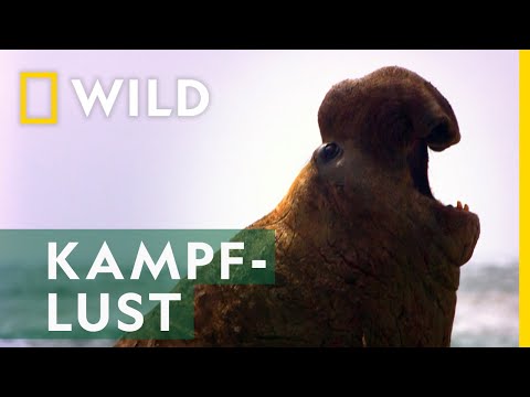 Kämpfe bis aufs Blut | Mai mit Biss