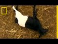 Fainting Goats! | National Geographic