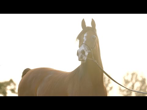 ⚜️ EULERTA ⚜️ (Ganges x Eula / Arbil), 2022 SUMMER SALE