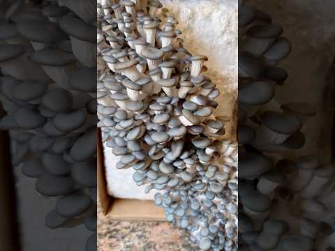 Oyster Mushrooms Kit - Great for Beginners!