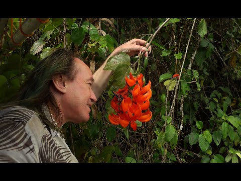FIELD TRIP WITH PATRICK BLANC IN PAPUA NEW GUINEA - SEPIK LOWLAND RAINFOREST