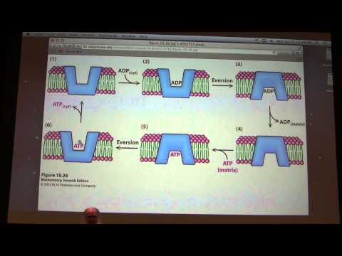 33.  Kevin Ahern's Biochemistry - Respiratory Control