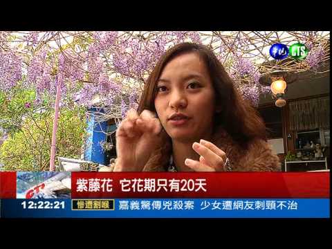 初春賞花趣!紫藤花.櫻花綻放