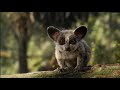 El Rey León (2019) - El León Rey Duerme Ya (Latino) MEME version