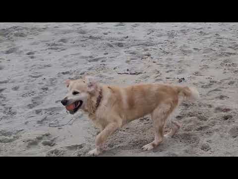 Frühlingsgefühle am Sehlendorfer Strand in der Hohwachter Bucht