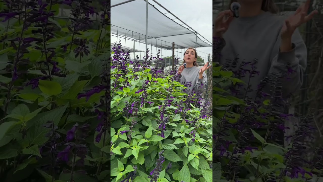 A nursery professional standing next to a blooming Salvia 'Amistad' in Austin Texas at Vivero Growers.