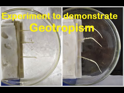 Geotropism experiment